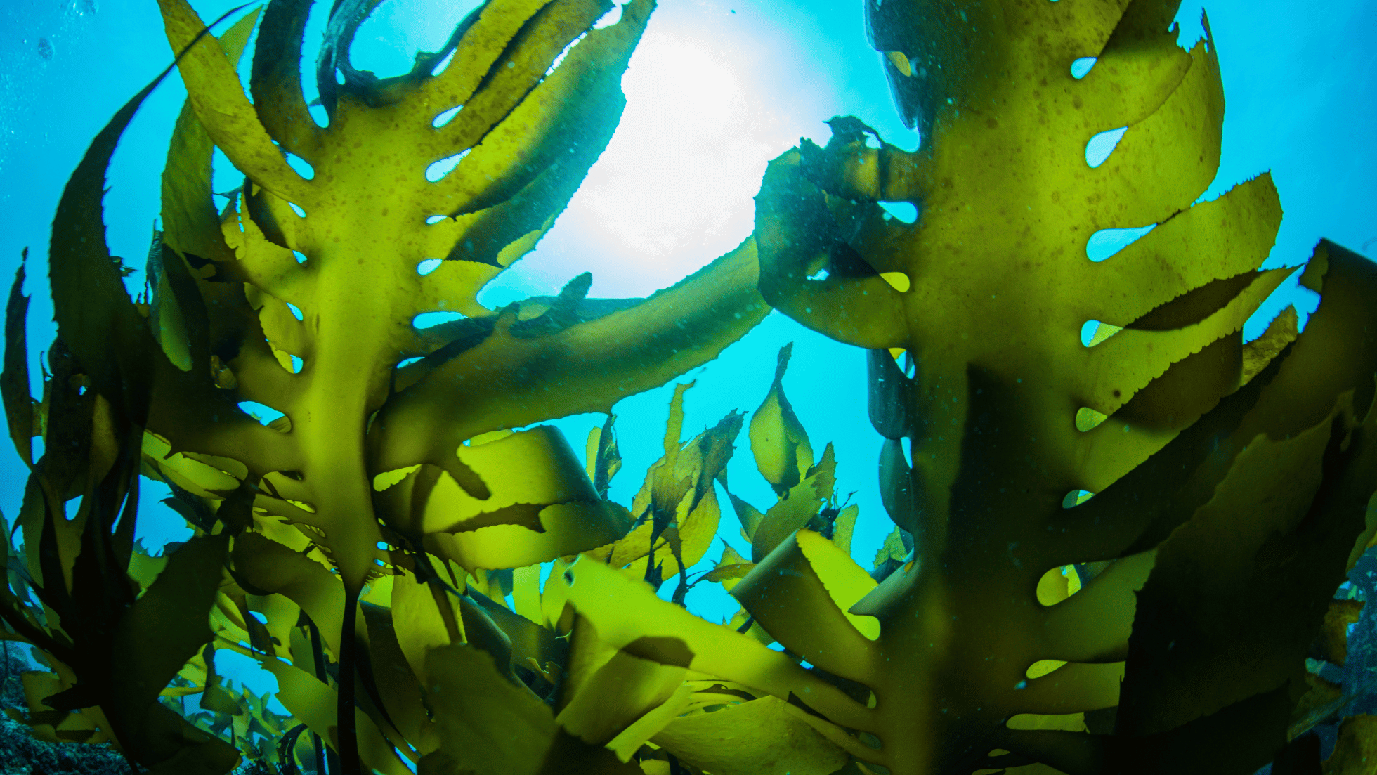 Seaweed Farming: A Sustainable Livelihood for Kenyan Coastal Communities