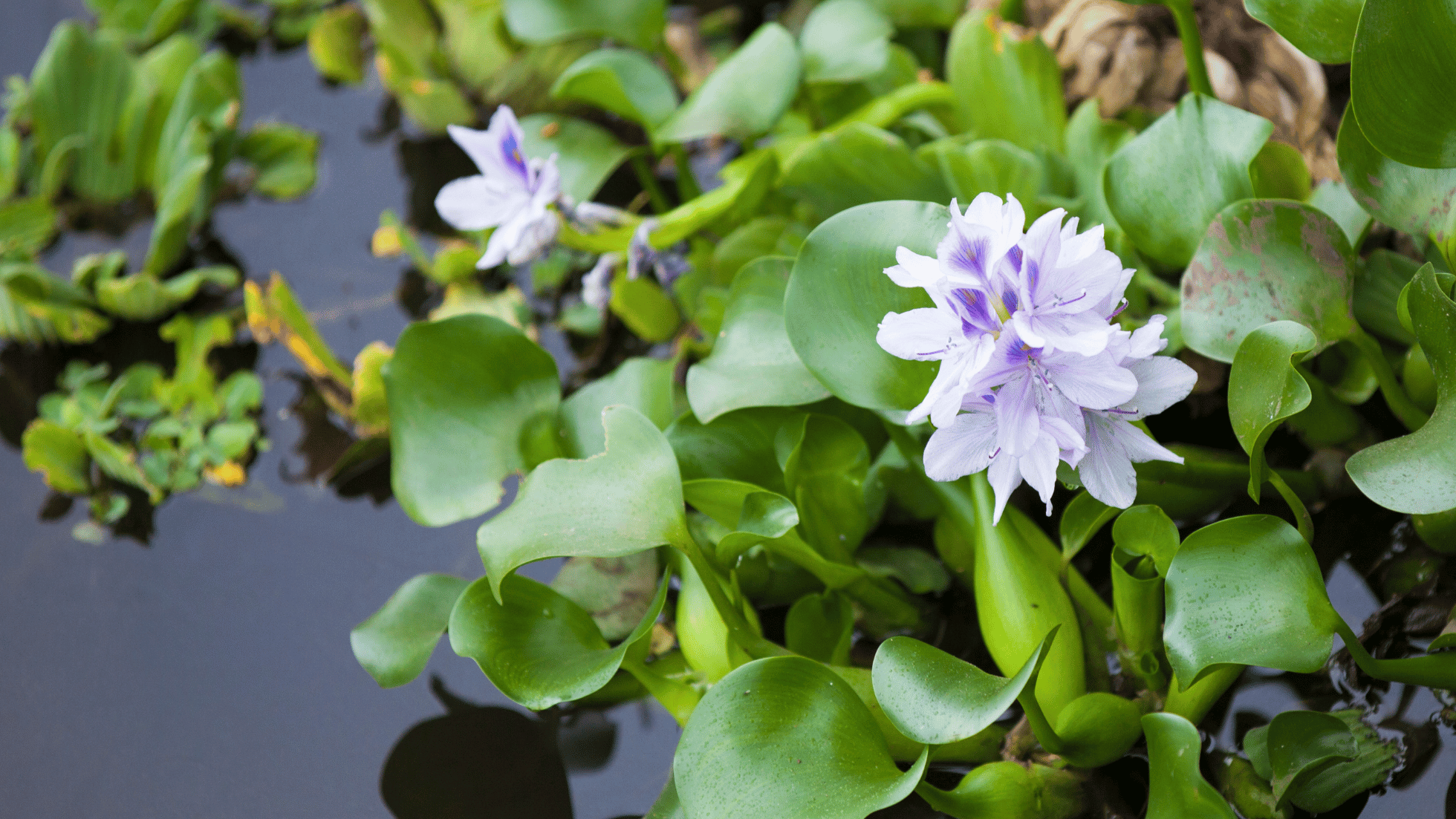 The Invasive Water Hyacinth Crisis: Impact on Kenyan Fisheries and Innovative Solutions